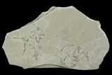 Fossil Crane Fly Larva - Green River Formation, Utah #97436-1